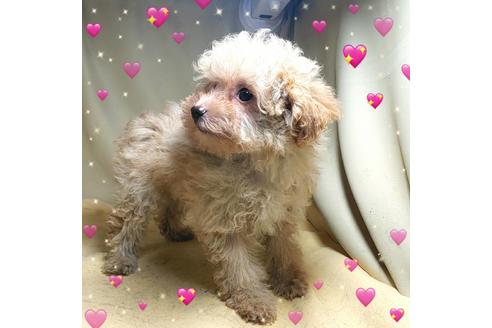 成約済の茨城県のミックス犬-163527の4枚目