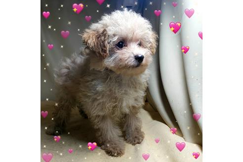 成約済の茨城県のミックス犬-163527の3枚目