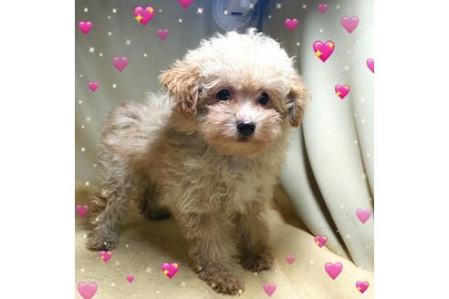 成約済の茨城県のミックス犬-163527の2枚目