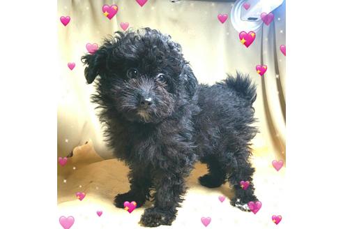 成約済の茨城県のミックス犬-163525