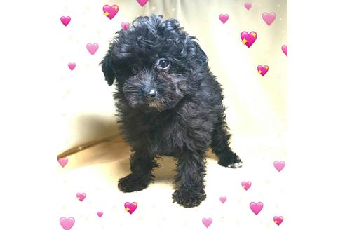 成約済の茨城県のミックス犬-163525の5枚目