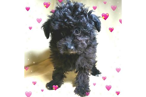 成約済の茨城県のミックス犬-163525の4枚目