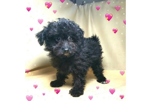 成約済の茨城県のミックス犬-163525の2枚目