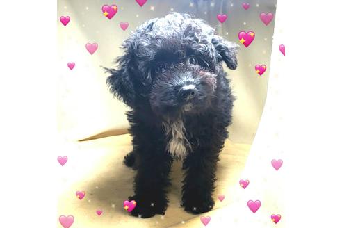 成約済の茨城県のミックス犬-163524の1枚目
