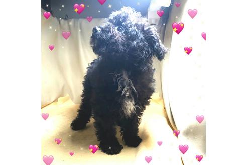 成約済の茨城県のミックス犬-163524の5枚目