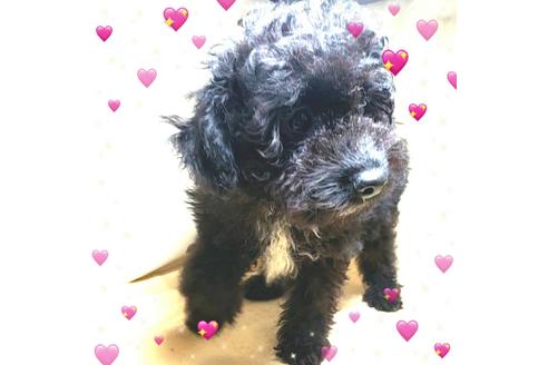 成約済の茨城県のミックス犬-163524の4枚目
