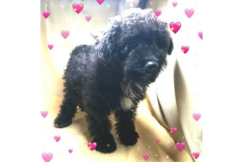 成約済の茨城県のミックス犬-163524の3枚目