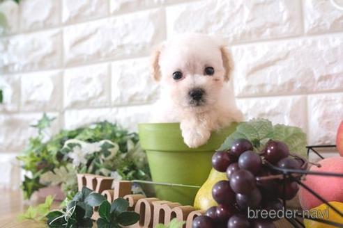 成約済の滋賀県のトイプードル-169988の1枚目