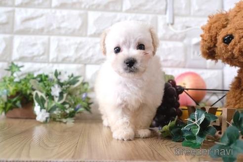 成約済の滋賀県のトイプードル-169988の7枚目