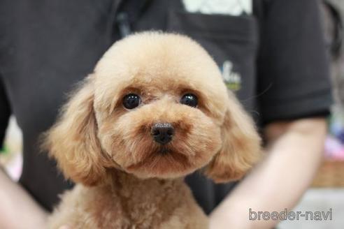 成約済の滋賀県のトイプードル-169988の5枚目