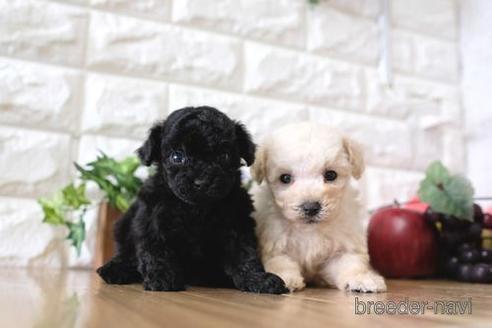 成約済の滋賀県のトイプードル-169988の4枚目