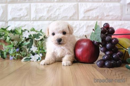 成約済の滋賀県のトイプードル-169988の3枚目