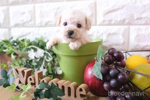 成約済の滋賀県のトイプードル-169988の2枚目