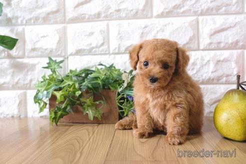 成約済の滋賀県のトイプードル-169991の1枚目