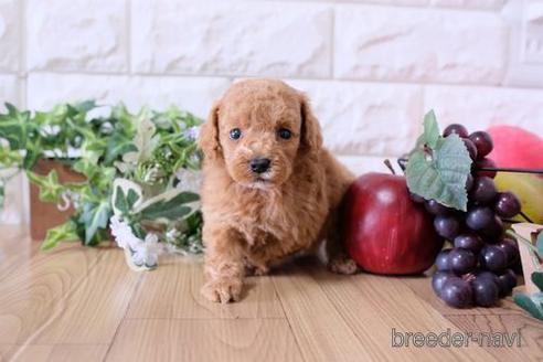 成約済の滋賀県のトイプードル-169991の3枚目