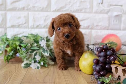成約済の滋賀県のトイプードル-169997の1枚目