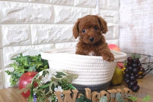 成約済の滋賀県のトイプードル-169997の6枚目