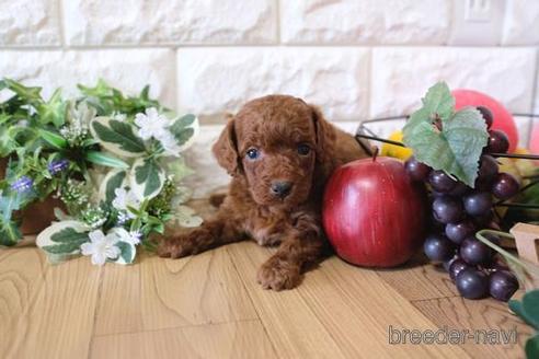 成約済の滋賀県のトイプードル-169997の3枚目