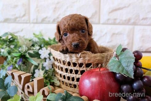 成約済の滋賀県のトイプードル-169997の2枚目