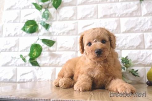 成約済の滋賀県のトイプードル-170001の7枚目