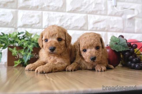 成約済の滋賀県のトイプードル-170001の4枚目