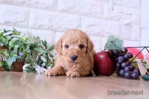成約済の滋賀県のトイプードル-170001の3枚目