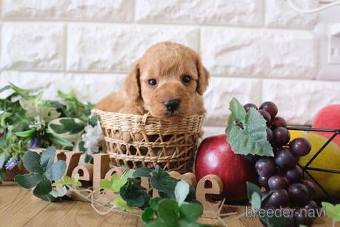 成約済の滋賀県のトイプードル-170001の2枚目