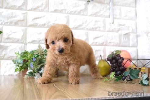 成約済の滋賀県のトイプードル-170002の1枚目