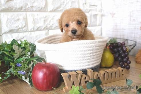 成約済の滋賀県のトイプードル-170002の7枚目