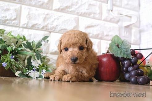成約済の滋賀県のトイプードル-170002の3枚目