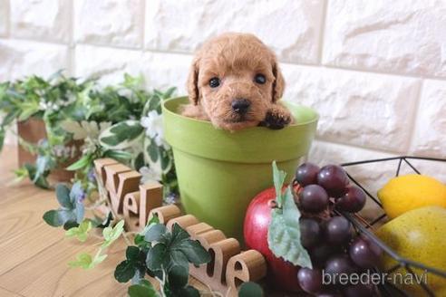 成約済の滋賀県のトイプードル-170002の2枚目