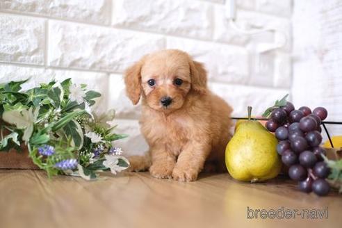 成約済の滋賀県のトイプードル-170004の7枚目