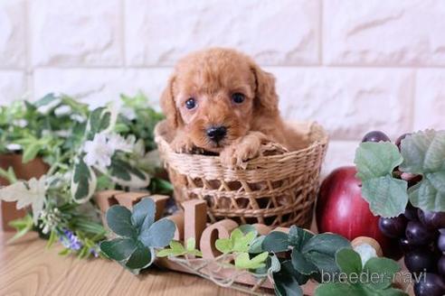 成約済の滋賀県のトイプードル-170004の3枚目