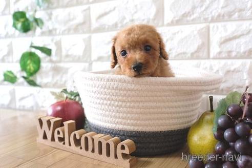 成約済の滋賀県のトイプードル-170005の1枚目