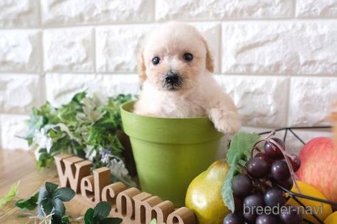 成約済の滋賀県のトイプードル-170006の1枚目