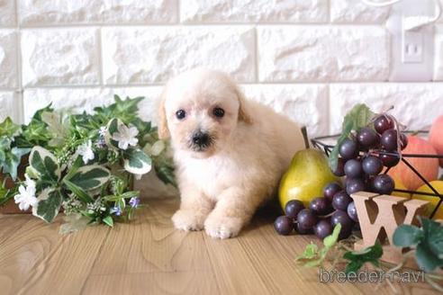 成約済の滋賀県のトイプードル-170006の7枚目