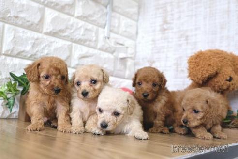 成約済の滋賀県のトイプードル-170006の4枚目