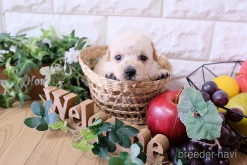 成約済の滋賀県のトイプードル-170006の3枚目