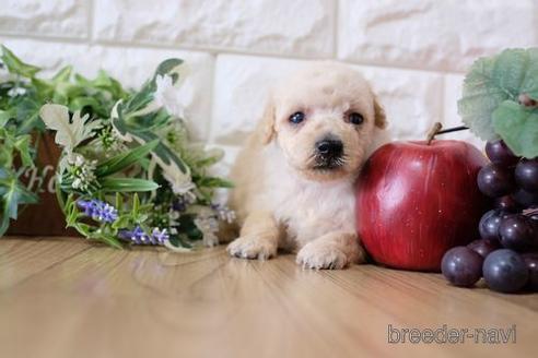 成約済の滋賀県のトイプードル-170006の2枚目