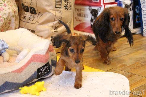 成約済の愛知県のカニンヘンダックスフンド(ロングヘアード)-163562の2枚目