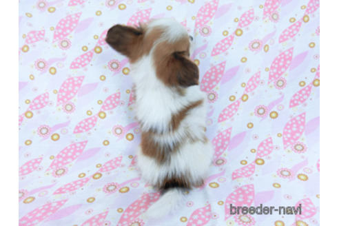 成約済の千葉県のパピヨン-170260の4枚目