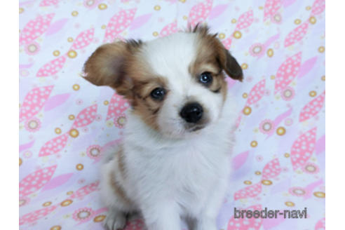 成約済の千葉県のパピヨン-170260の3枚目