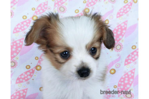 成約済の千葉県のパピヨン-170260の2枚目