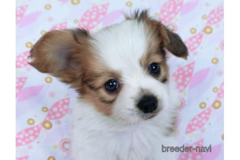 成約済の千葉県のパピヨン-170260の1枚目