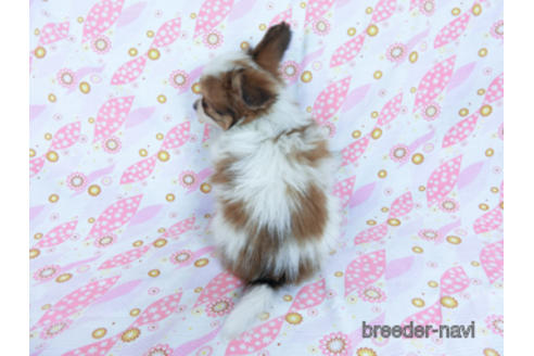 成約済の千葉県のパピヨン-170262の8枚目