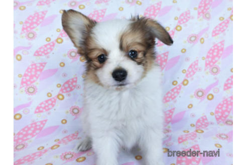 成約済の千葉県のパピヨン-170262の7枚目