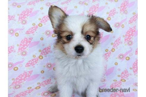 成約済の千葉県のパピヨン-170262の6枚目