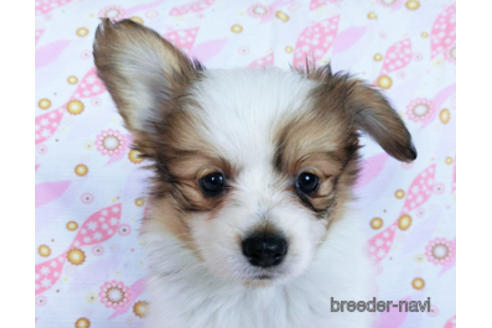 成約済の千葉県のパピヨン-170262の5枚目