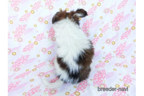 成約済の千葉県のパピヨン-170265の8枚目