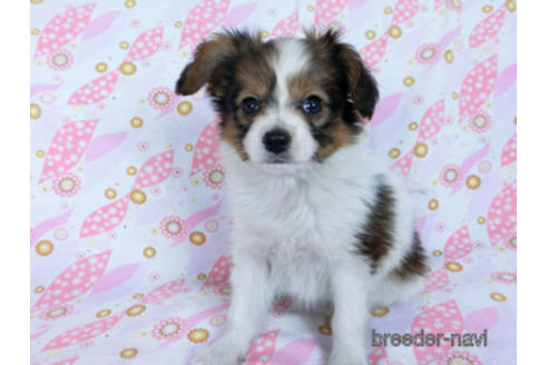 成約済の千葉県のパピヨン-170265の7枚目